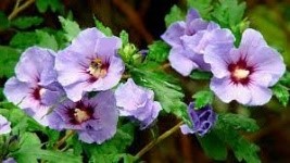Hibiskus- Rosenbl&uuml;ten
